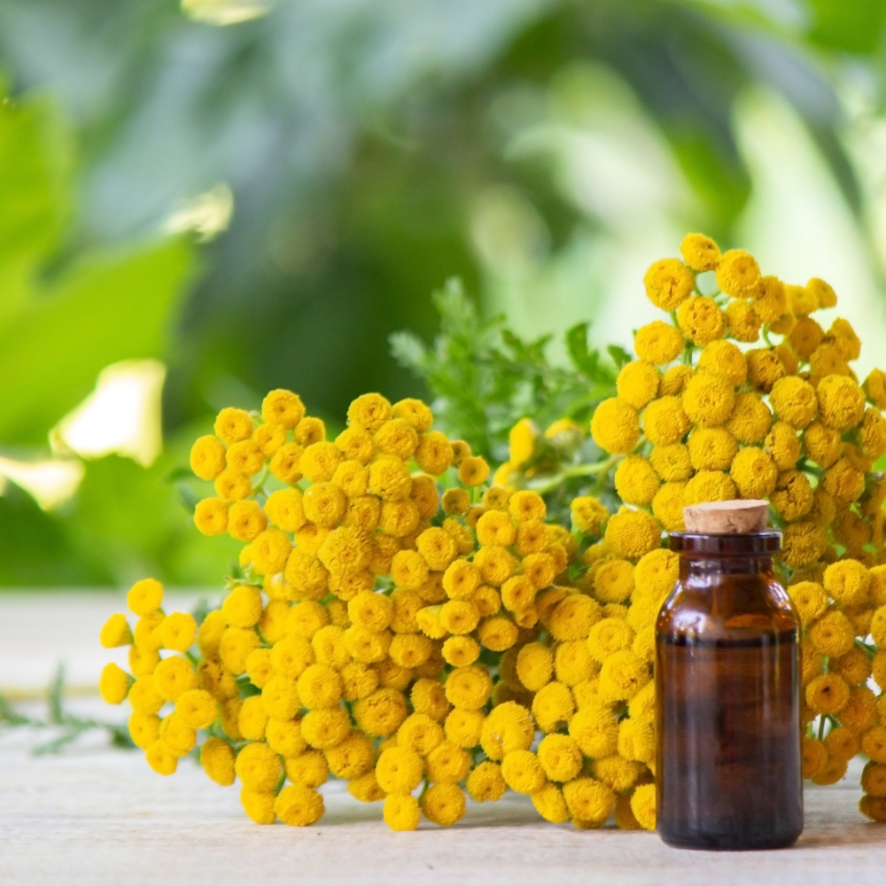 What’s Special About Helichrysum Essential Oil?